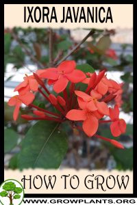 How to grow Ixora javanica