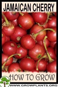 How to grow Jamaican cherry