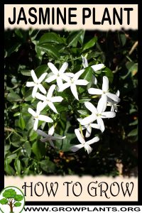 How to grow Jasmine plant