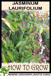 How to grow Jasminum laurifolium