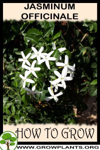 How to grow Jasminum officinale