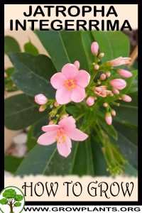 How to grow Jatropha integerrima