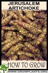 How to grow Jerusalem artichoke