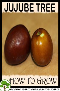 How to grow Jujube tree