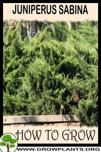 How to grow Juniperus sabina