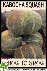 How to grow Kabocha squash