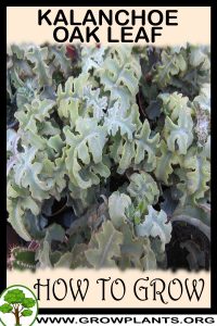 How to grow Kalanchoe Oak Leaf