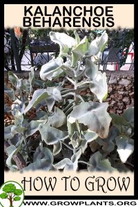 How to grow Kalanchoe beharensis