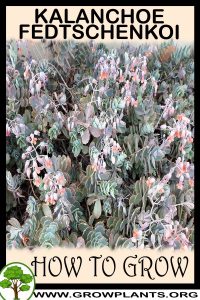 How to grow Kalanchoe fedtschenkoi