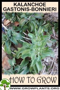How to grow Kalanchoe gastonis bonnieri
