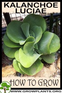 How to grow Kalanchoe luciae
