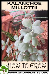 How to grow Kalanchoe millottii