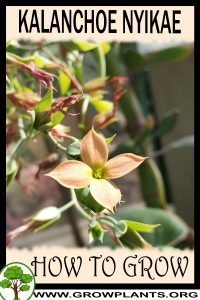 How to grow Kalanchoe nyikae