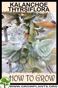 How to grow Kalanchoe thyrsiflora