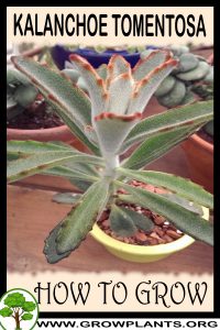 How to-grow Kalanchoe tomentosa