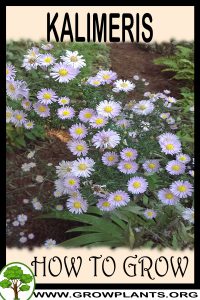 How to grow Kalimeris