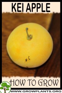 How to grow Kei apple