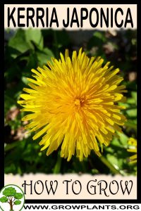 How to grow Kerria japonica