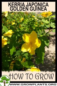 How to grow Kerria japonica Golden guinea