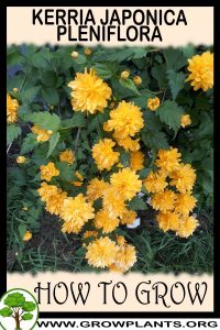 How to grow Kerria japonica Pleniflora