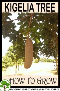 How to grow Kigelia