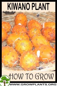 How to grow Kiwano
