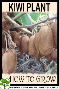 How to grow Kiwi plant