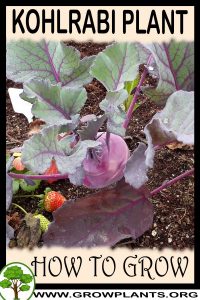 How to grow Kohlrabi
