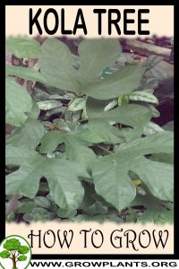 How to grow Kola nut