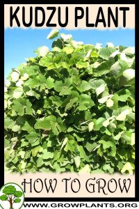 How to grow Kudzu