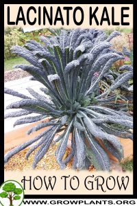 How to grow Lacinato Kale
