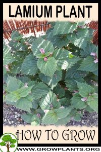 How to grow Lamium