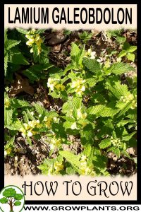 How to grow Lamium galeobdolon