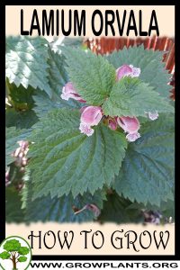 How to grow Lamium orvala