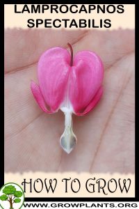 How to grow Lamprocapnos spectabilis