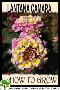How to grow Lantana camara