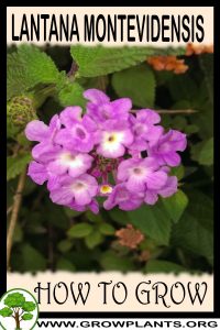 How to grow Lantana montevidensis
