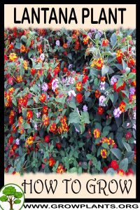 How to grow Lantana plant