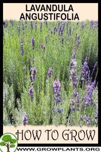 How to grow Lavandula angustifolia