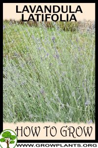 How to grow Lavandula latifolia