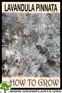 How to grow Lavandula pinnata