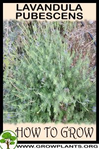 How to grow Lavandula pubescens