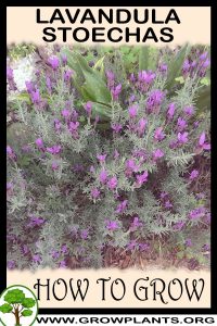 How to grow Lavandula stoechas