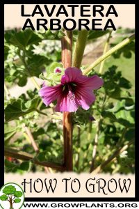 How to grow Lavatera arborea