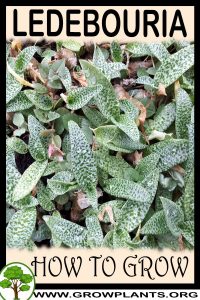 How to grow Ledebouria