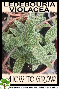 How to grow Ledebouria violacea