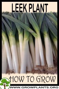 How to grow Leek plant