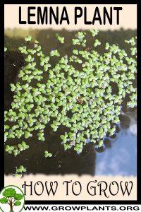 How to grow Lemna