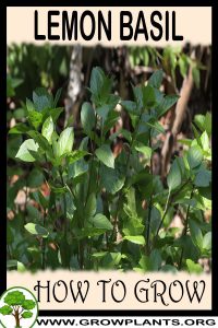 How to grow Lemon basil