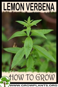 How to grow Lemon verbena